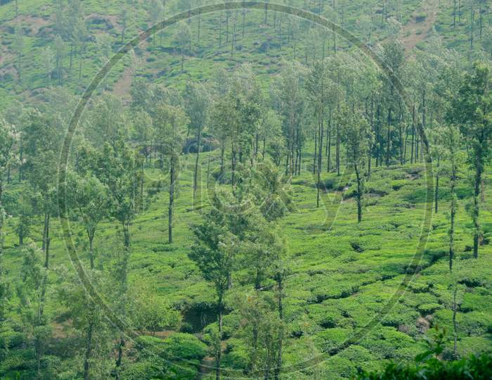 Beautiful Tea Plantation in Kerala Wayanad