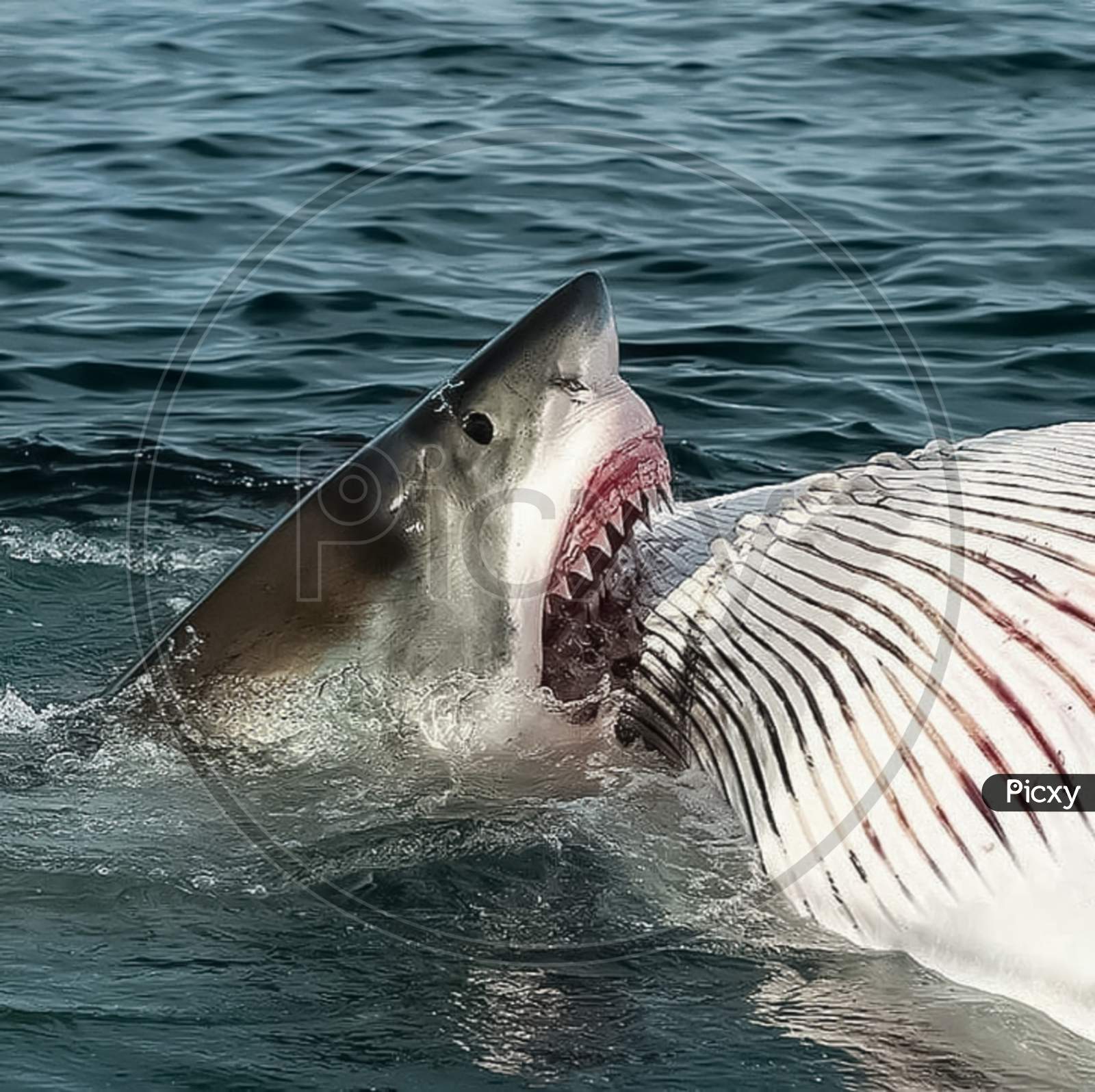 Great white Shark photo