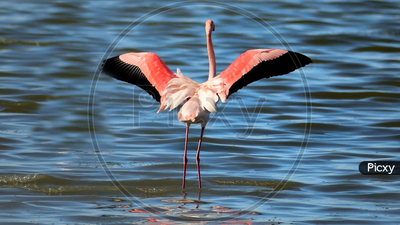 A wild flamingo with fanned wings standing in the sea shore