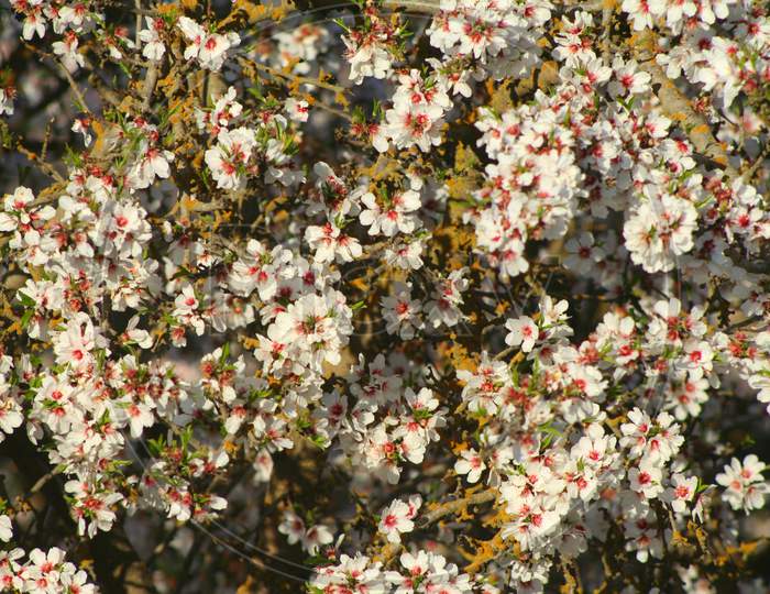 Almond Orchard In Bloom