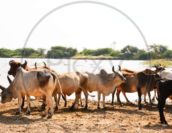 Indian Cow, Cow farming, Indian Cow group, Animal Group, Baffelow