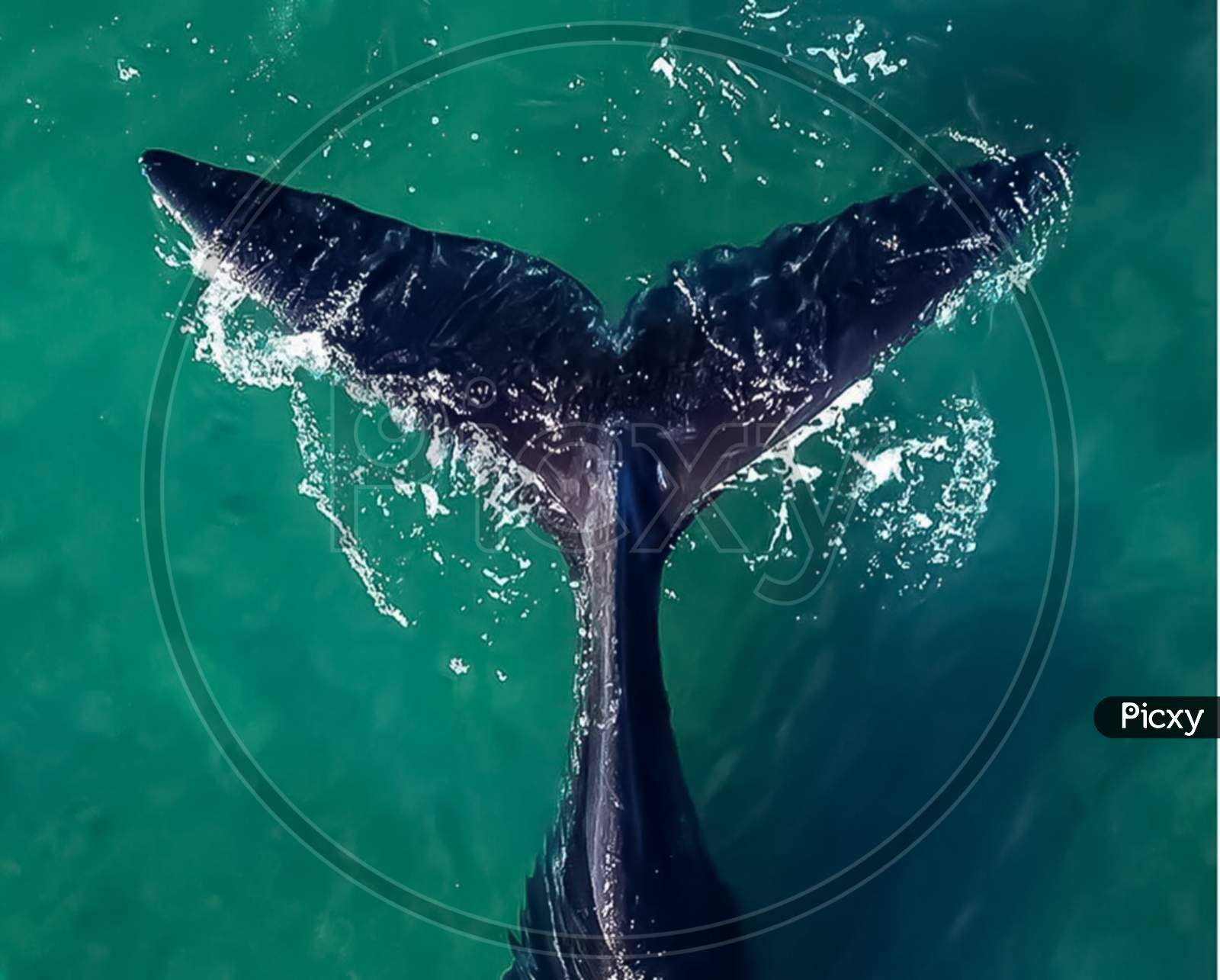 Whale photo
