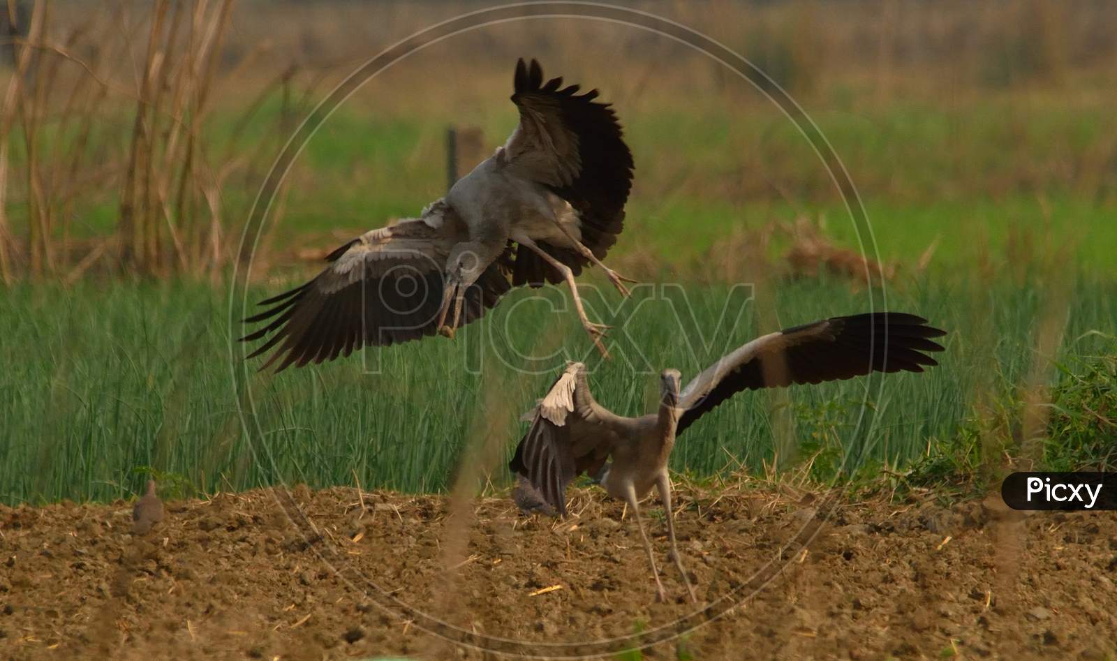asian open bill stork in fight
