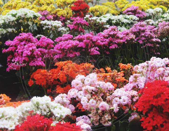 Colorful Flower bed