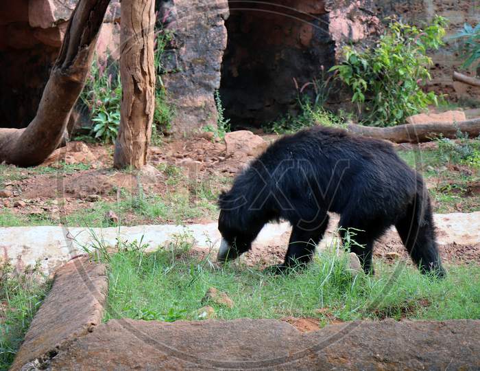 Bear in a Zoo Park