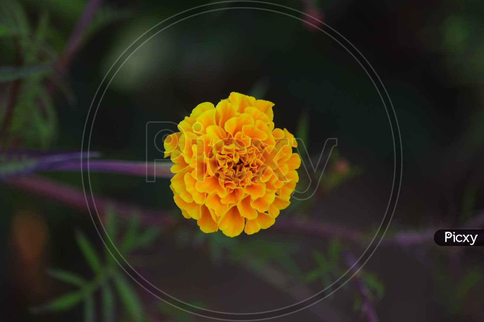 Marigold Flower Image, Hd