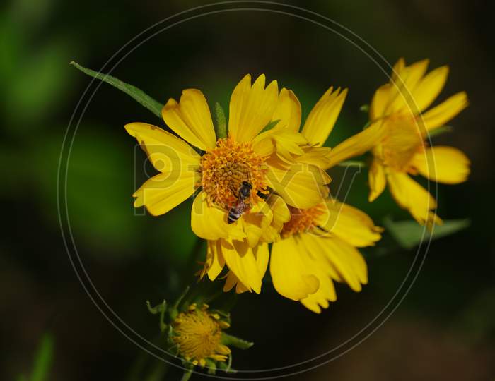 Yellow Flower And Honey Bee Image , Background