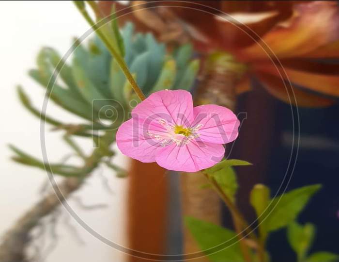 macro photography of a tiny pink flower