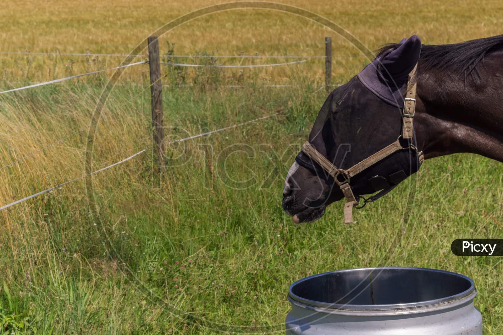 A Masked Horse Is Drinking Water,Shot From A Public Place