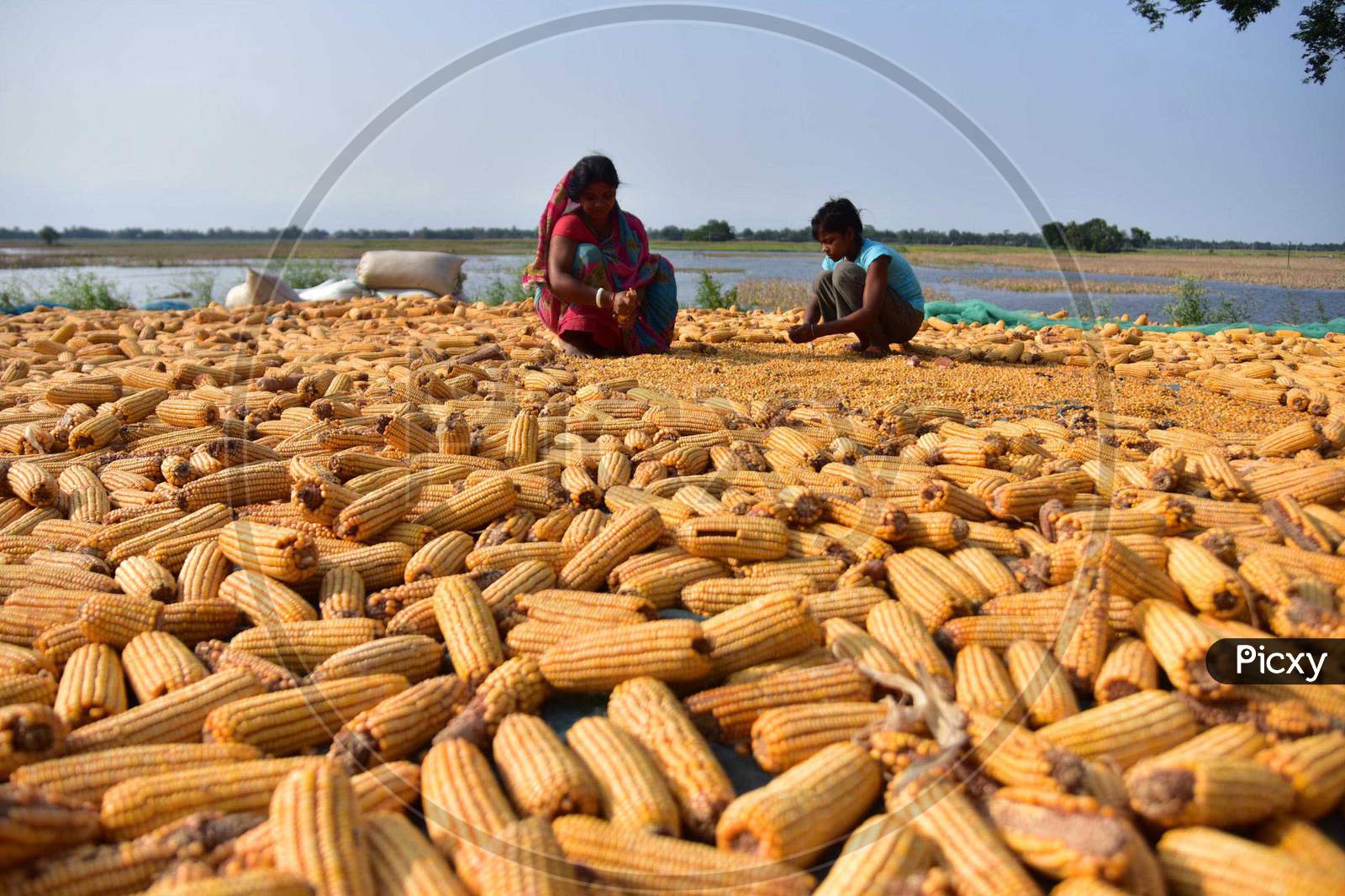 Women  Spread Maize Husks To Dry In A Field In Morigaon District Of Assam ,India On June 5,2020.