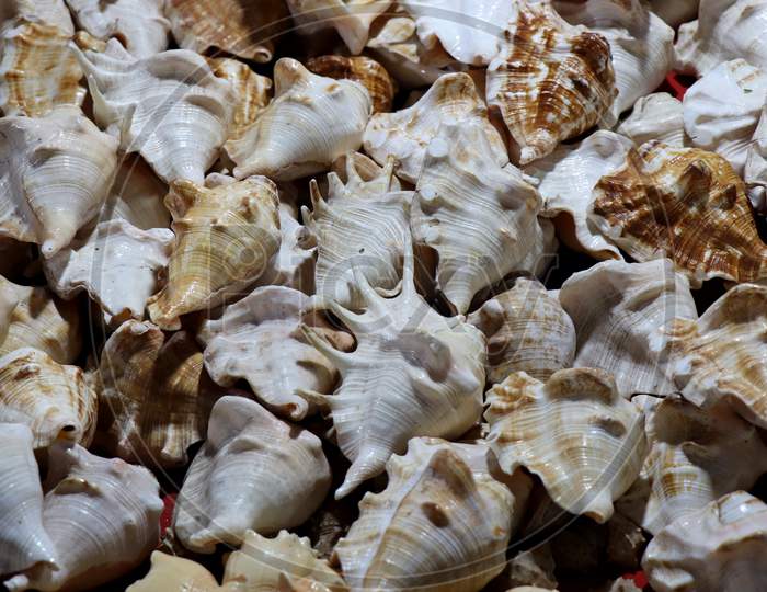 Selective Focus on Sea Shells