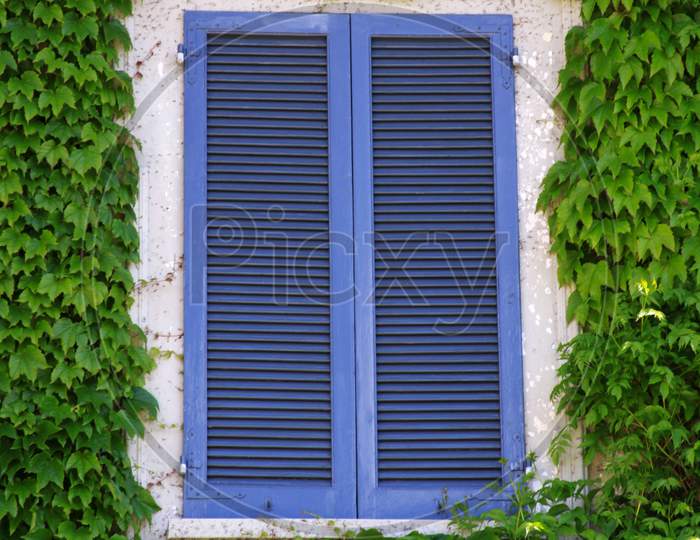 Closed Window With Blue Shades And Green Ivy