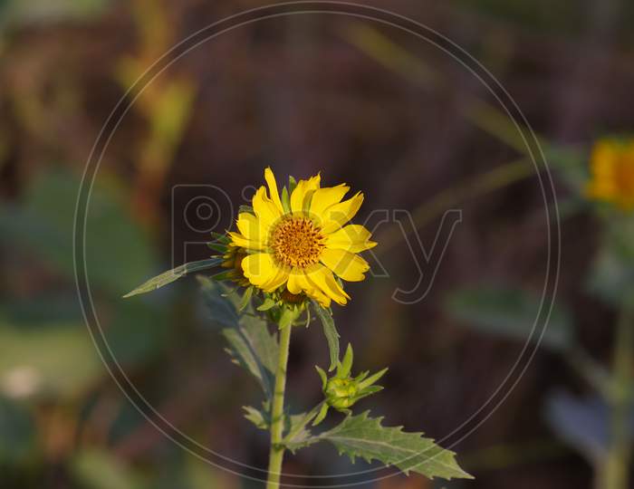 Yellow Flower Image, Hd, Background