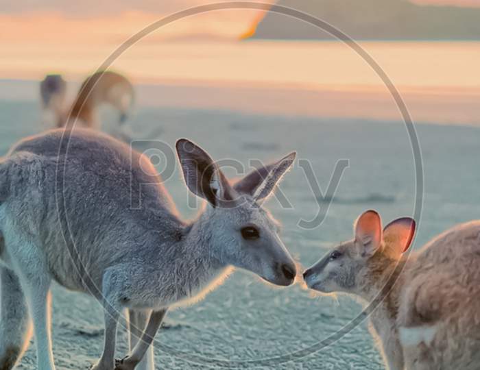 Antilopine Kangaroo photo
