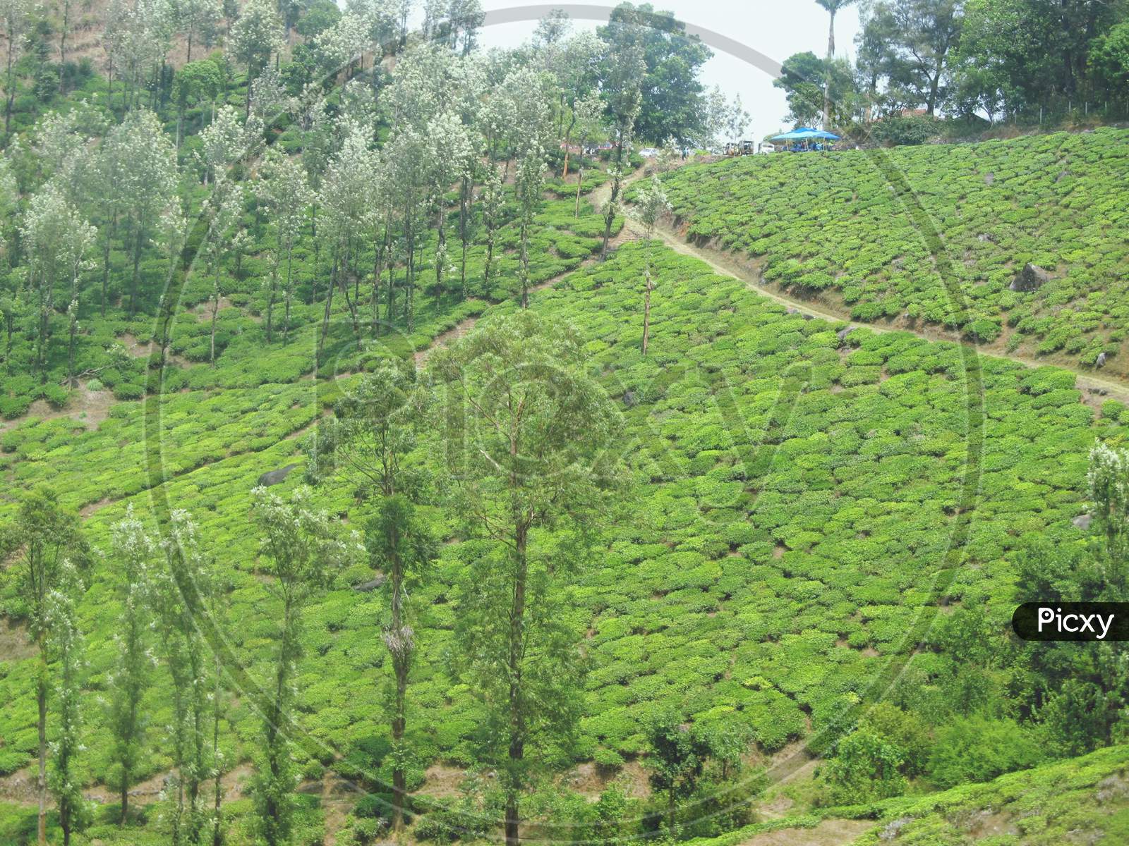 Green Tea Plantation in Kerala Wayanad