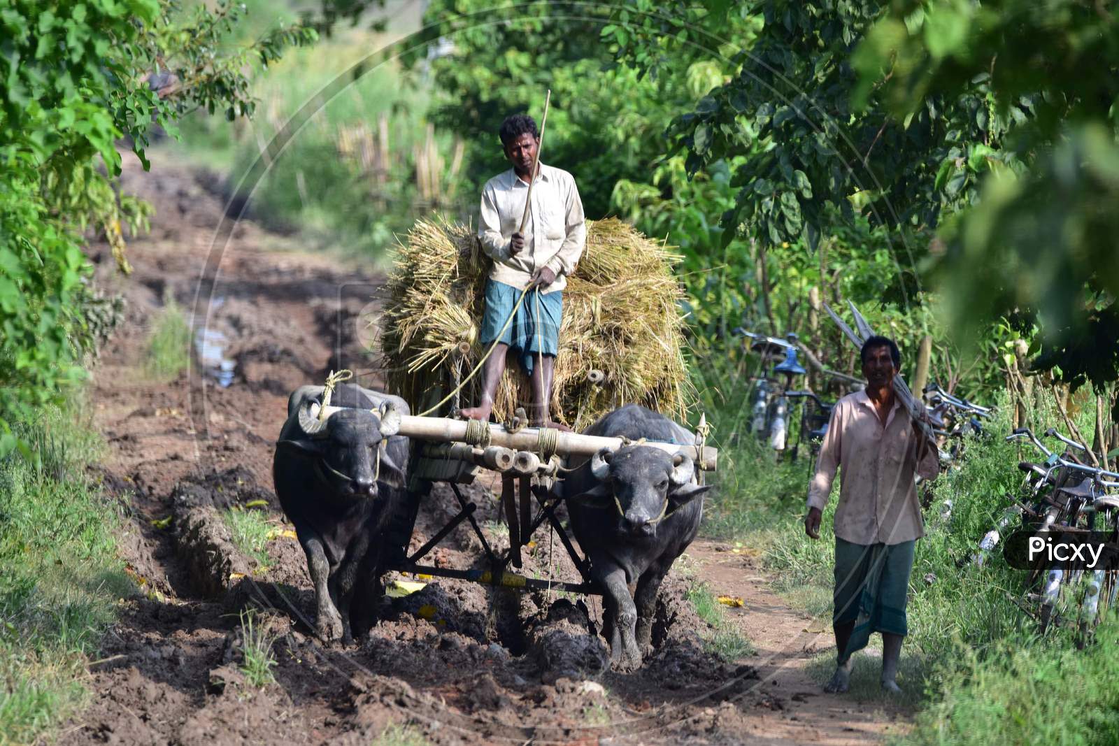 Farmers Carry Harvested Paddy On A Buffalo Cart In Morigaon District Of Assam On June 5,2020.