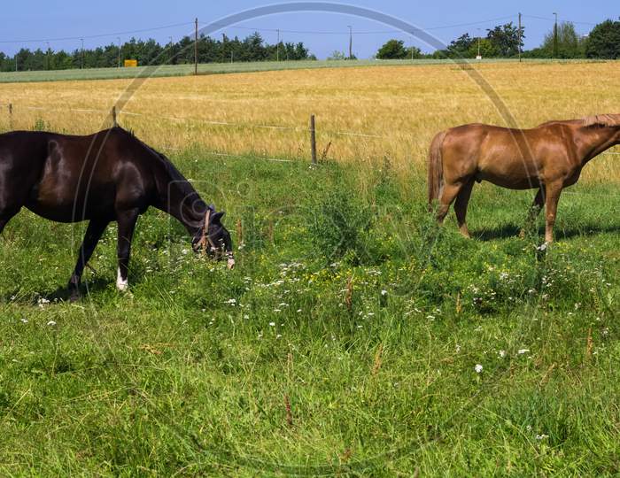 Two Horses Were Eating And Relaxing On A Hot Summer Day