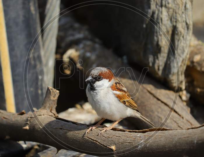 Close Up Sparrow , Bird