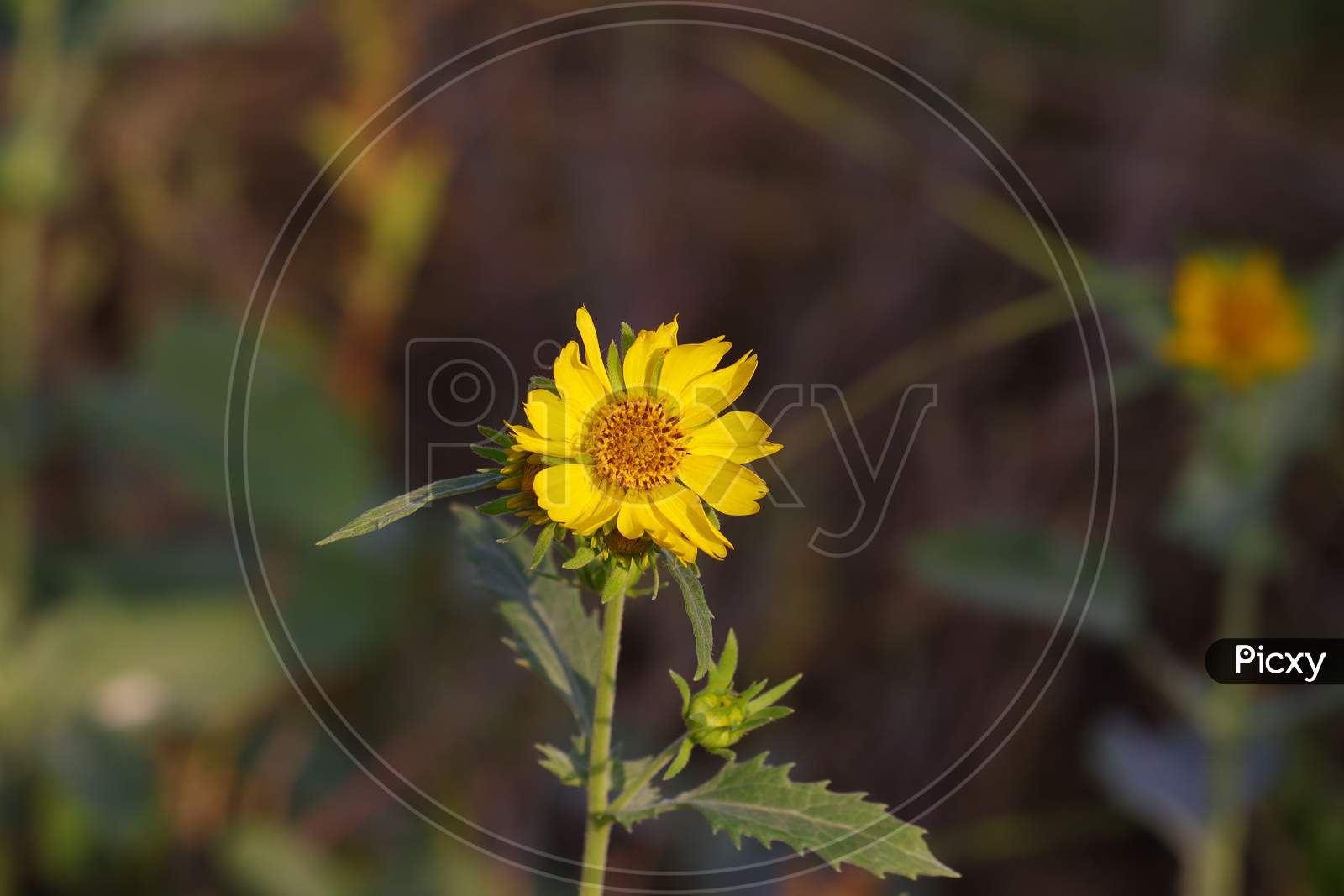 Yellow Flower Image, Hd, Background