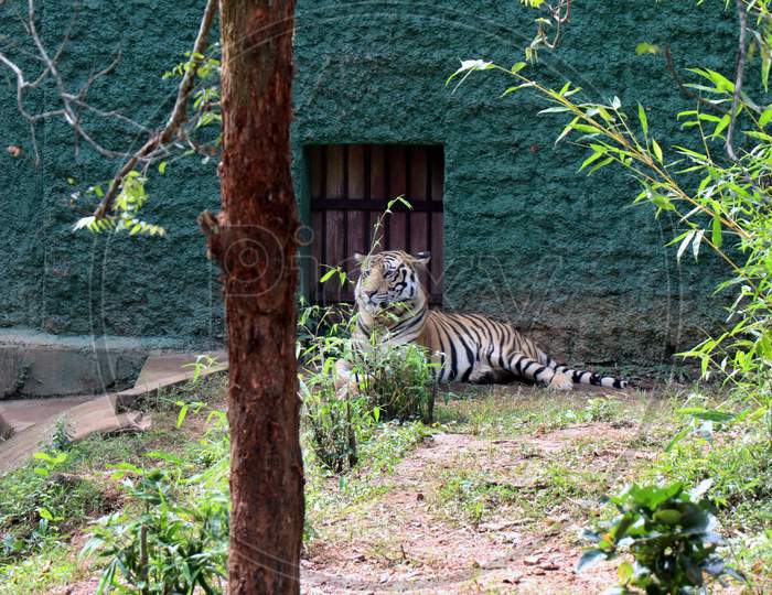 Tiger photographed in the Zoo. Nandankanan Zoological Park