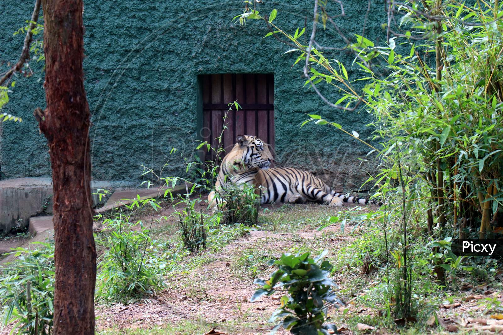 A Tiger in a Zoo