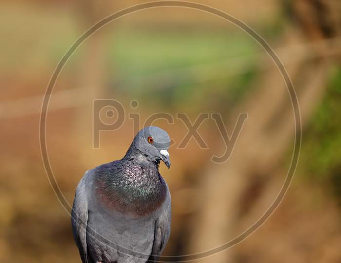 Portrait Pigeon Hd Image, Background