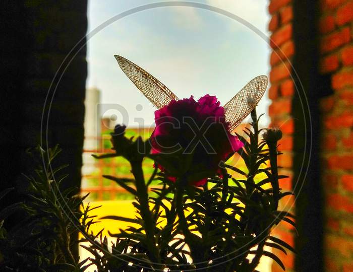 ×Remove Silhouette×Remove Petal×Remove Plant×Remove Flower×Remove Wildflower×Remove Window×Remove Magenta×Remove Butterfly×Remove Glass×Remove