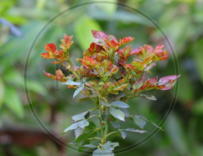 Green Rose Branch Image, Hd