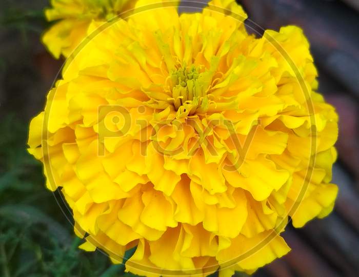 Marigold bouquet (Gada) yellow color, green leaves, 25/12/2018, West Bengal, India