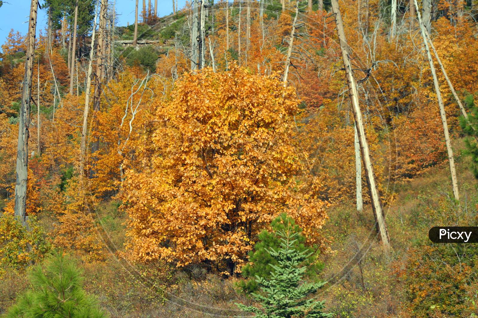 Fall Colors In Yosemite