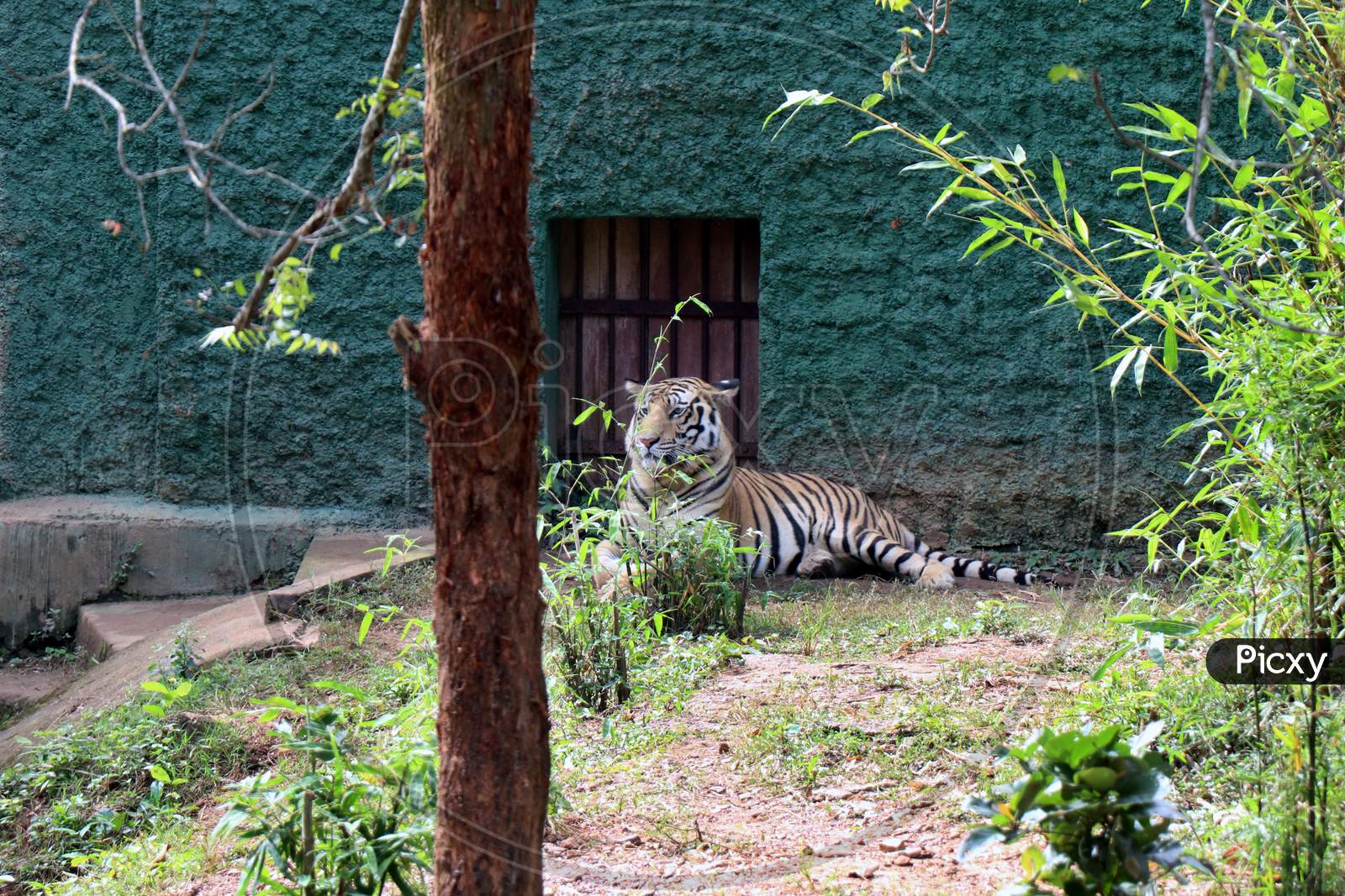 Tiger photographed in the Zoo. Nandankanan Zoological Park