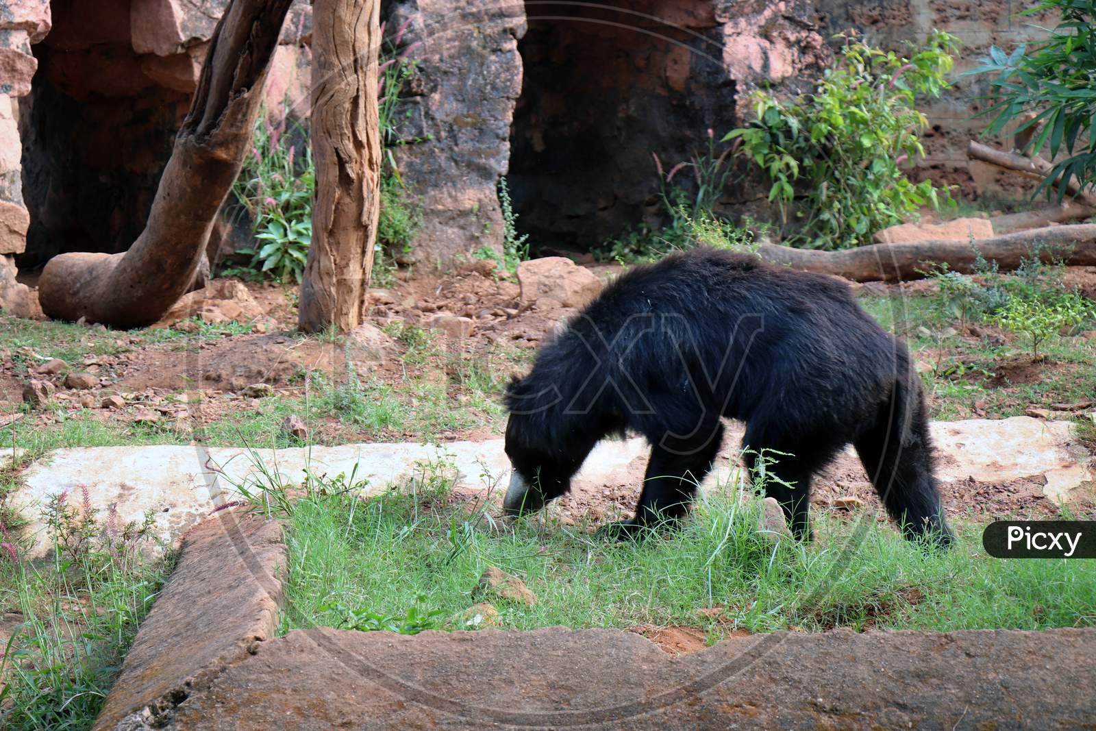 Bear in a Zoo Park
