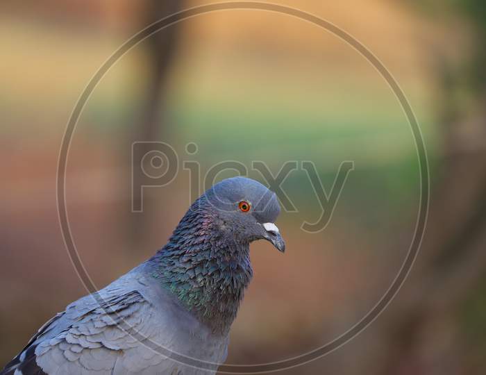 Free Pigeon Image, Hd