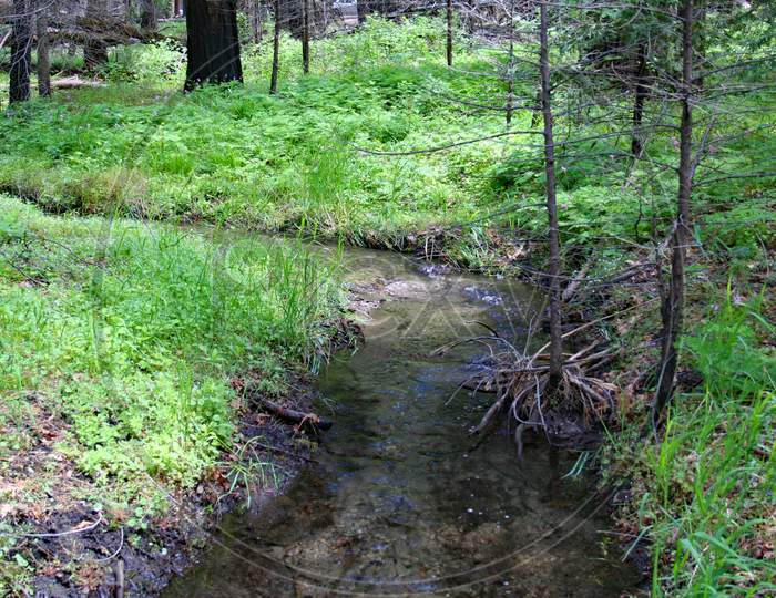 Creek Along Crescent Meadow