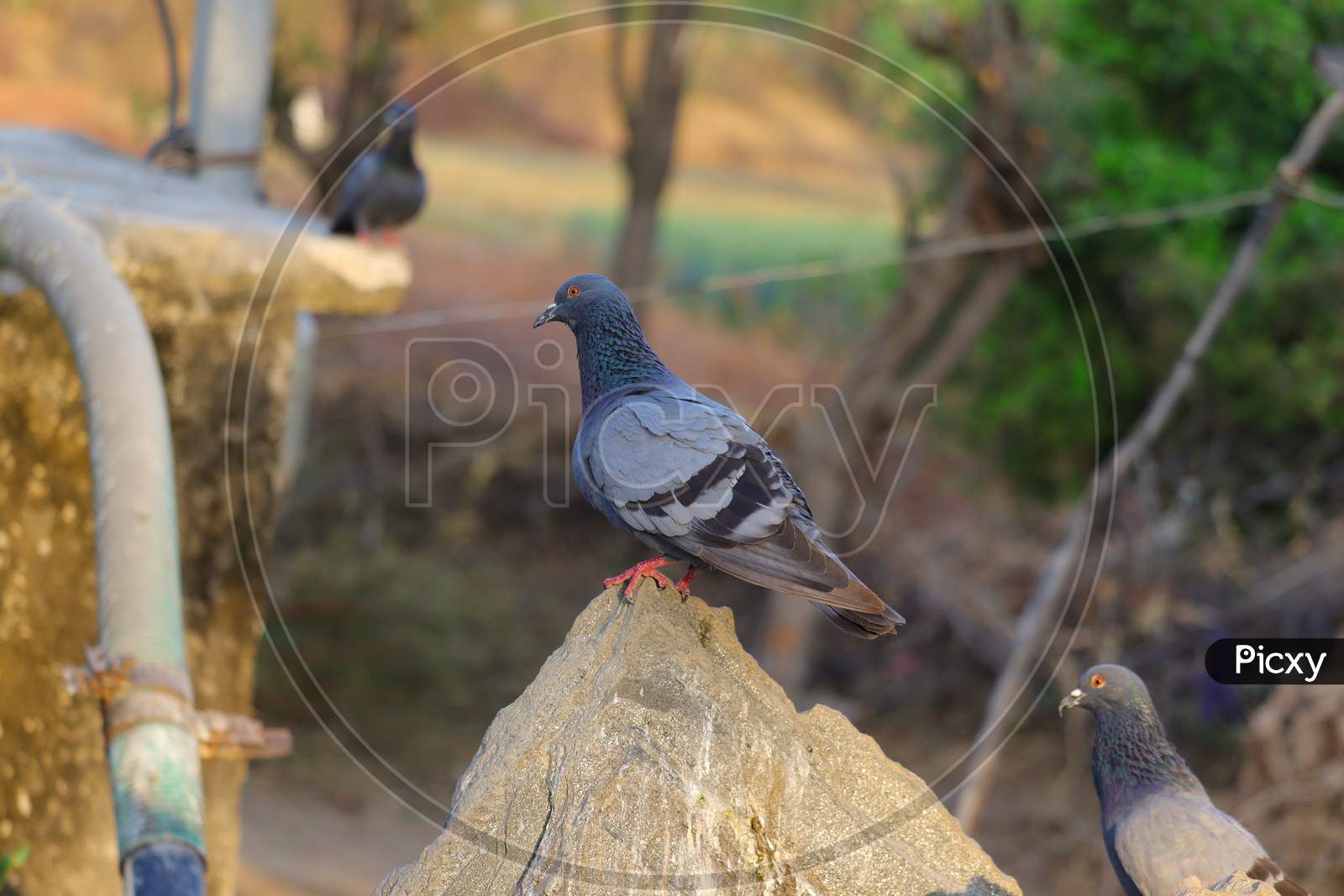 Pigeon, Dove , Background