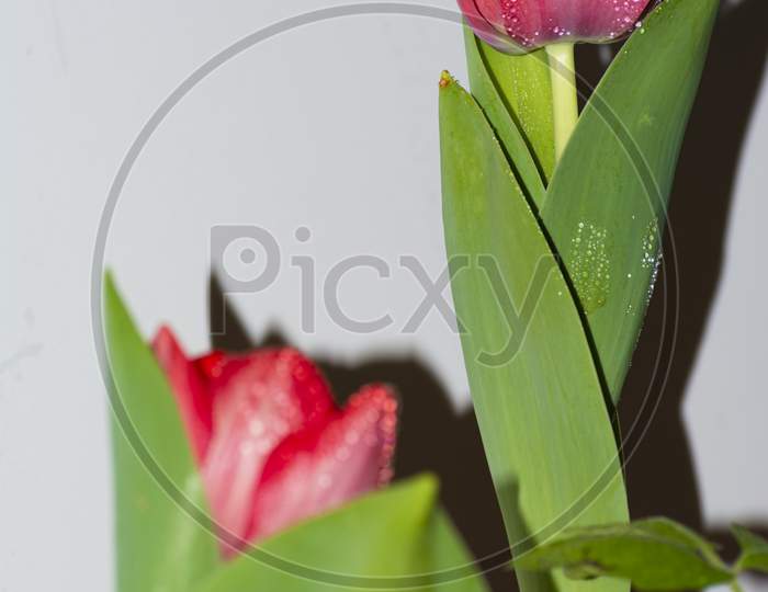A close up red tulip flower with droplets of water
