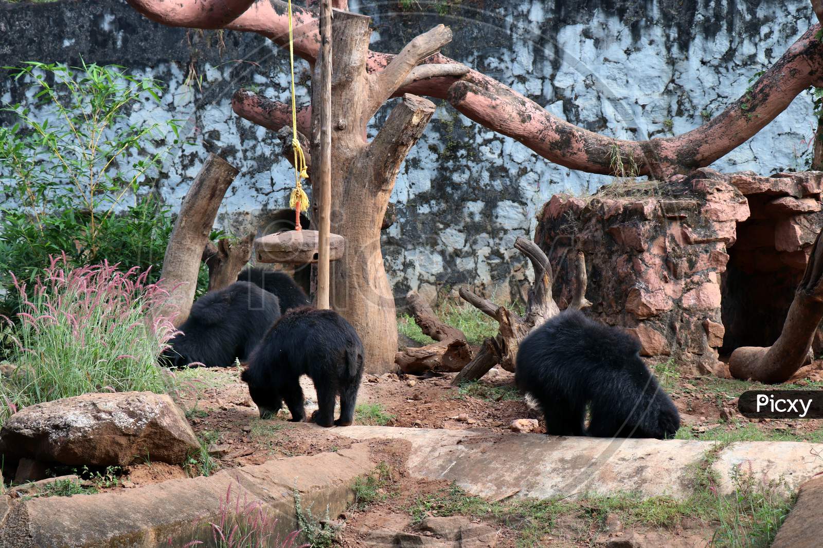 Bears in a Zoo Park