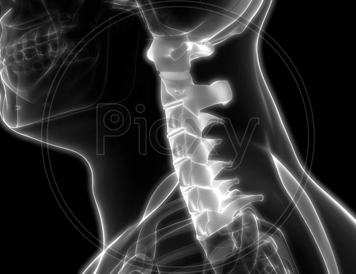 Vertebral Column Cervical Vertebrae of Human Skeleton Anatomy X-ray 3D rendering