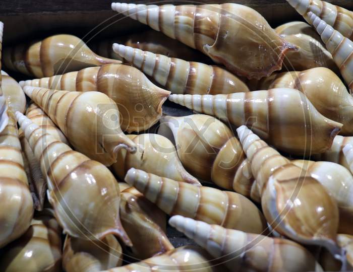 Selective Focus on Sea Shells