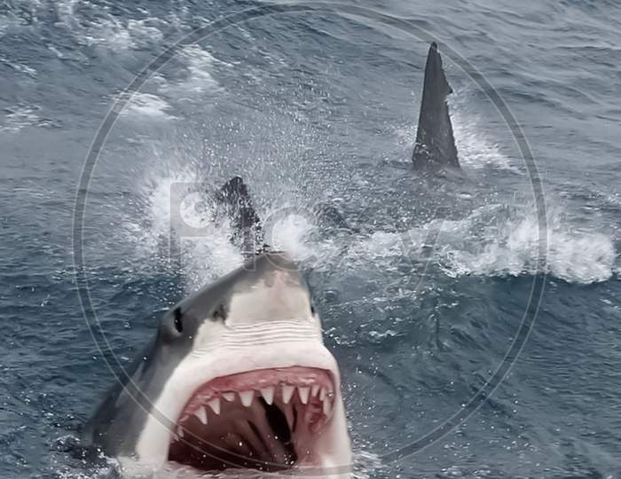 Whale Shark / Great white Shark photo