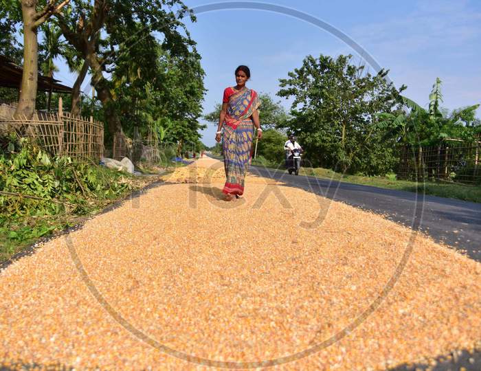 An Indian Woman  Spreads Maize Husks To Dry On A Road  In Morigaon District Of Assam ,India  On June 5,2020.