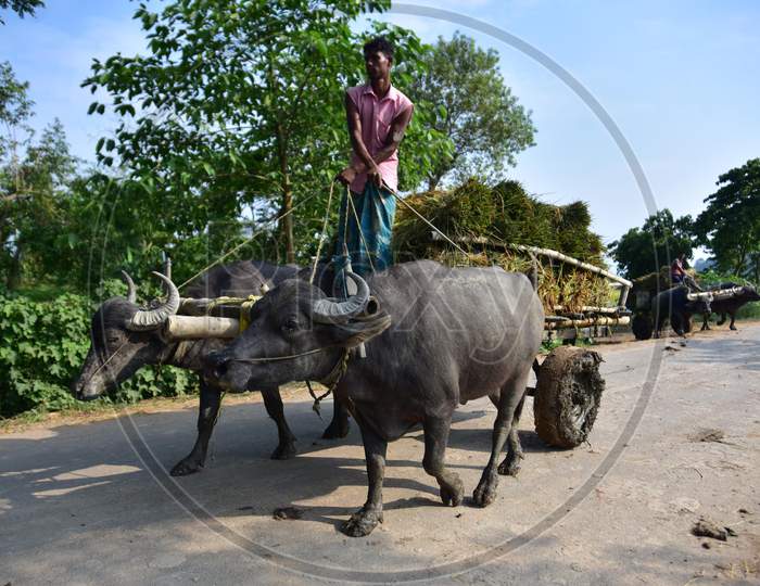 Farmers Carry Harvested Paddy On Buffalo Carts In Morigaon District Of Assam On June 5,2020.