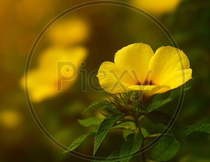 Yellow poppy closeup wildflower macro photography with blur background