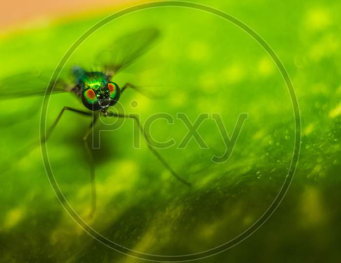 Long Legged Fly ( Condylostylus ) Eyes Focused On A Leaf With Blurred Background. Macro Shot Of Long-Legged Flies Also Called As Green Mosquito.