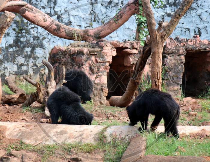 Bears in a Zoo Park