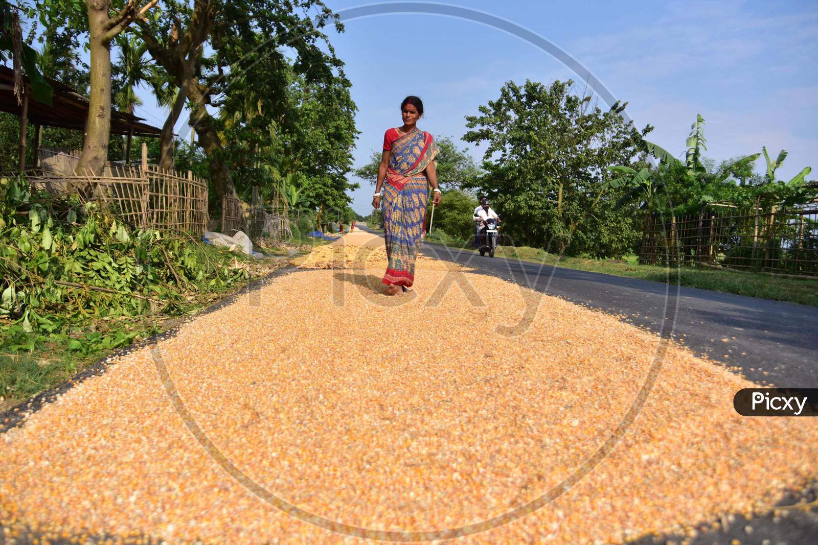 An Indian Woman  Spreads Maize Husks To Dry On A Road  In Morigaon District Of Assam ,India  On June 5,2020.