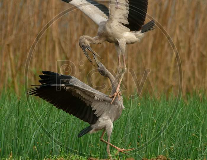 asian open bill stork in fight