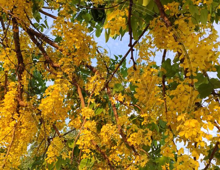 Cassia fistula also known as golden showers