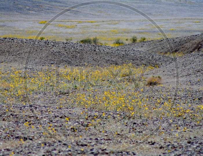 Wildflowers In Death Valley