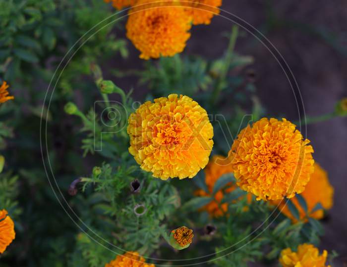 Marigold Flower Photo, Hd